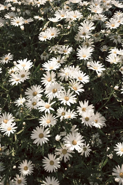 Багато Білих Ромашок Вашій Рослині Саду — стокове фото