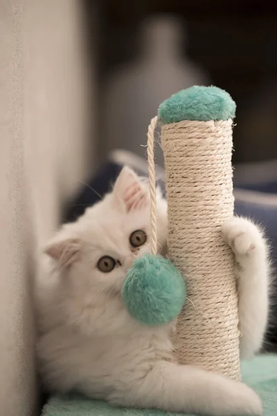 White Furry Little Cat Yellow Eyes Using Cat Toy House — Stock Photo, Image