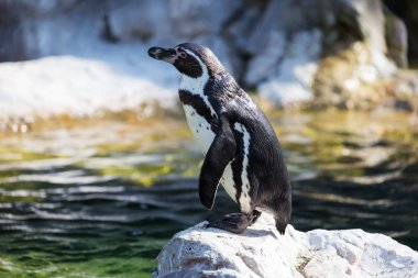 Penguen Humboldt kayanın üzerine. Bir penguen bir taş üzerinde duruyor