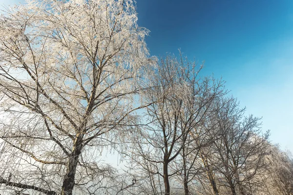 Koruny stromů bílá námraza. Modrá obloha — Stock fotografie