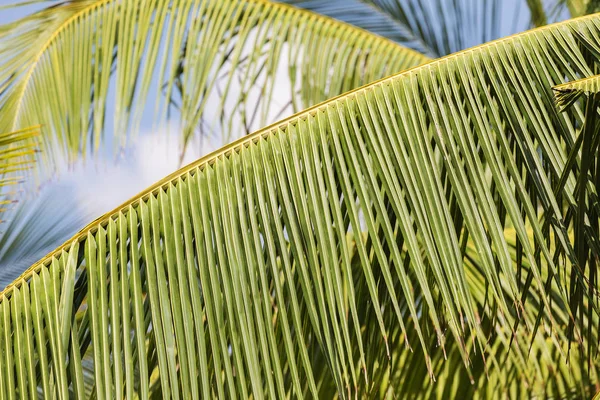 Деталі пальмового листя. Абстрактний природний фон — стокове фото