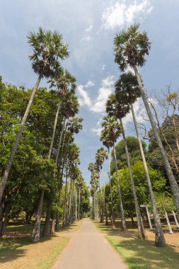 Palmiye sokakta botanical garden Peradeniya. Kandy, Sri Lanka