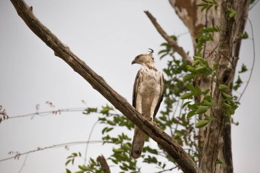 Kuş, bir dalda oturan av ve etrafına bakıyor. Sri Lanka, Ud