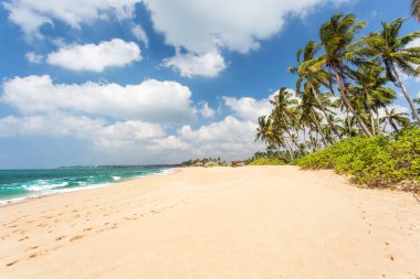 Sandy beach ile okyanus palmiye ağaçlarının. Sri Lanka