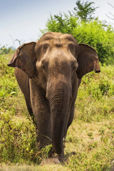 Elephant stands, front view. Elephant tears trunk grass, Sri Lan — Stock Photo, Image