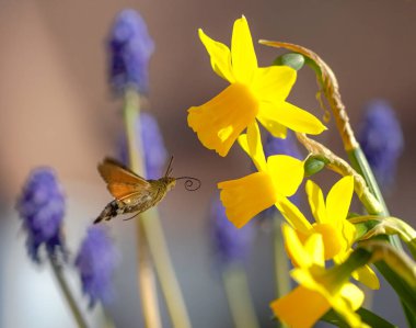 Sinekkuşu atmaca güvesi (Macroglossum stellatarum), bulanık bokeh arkaplanlı güneşli bahar gününde nergis çiçeğinden polen toplayan kelebek.