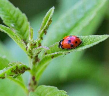 Yaprak bitleri yiyen verbena yaprakları üzerinde bir uğur böceğinin makrosu (coccinella magnifica); doğal düşmanlar aracılığıyla böcek ilacı içermeyen biyolojik haşere kontrolü; organik tarım kavramı