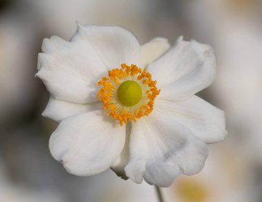 Botanik bahçesindeki anemon tarlasında tek bir beyaz şakayık çiçeğinin yumuşak portresi