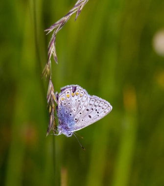 Bir çimenlerin üzerinde asılı bir polyommatus icarus (yaygın mavi) kelebeğin makrosu; bulanık bokeh arkaplan; biyolojik çeşitlilik çevre koruma kavramı