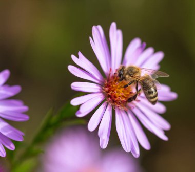 Bal arısı (apis mellifera), botanik bahçesinde, aster dumosus (senfoni) üzerine polen toplar.