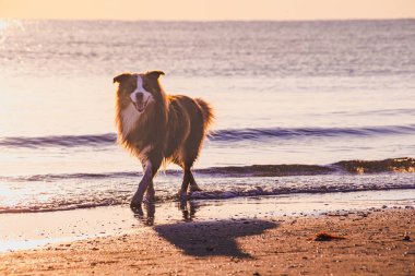 Köpek sabah kumsalda yürüyüş yaparken Rivazzurra 'da güzel okyanus gündoğumu sırasında (Rimini / İtalya)