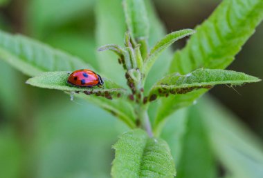 Yaprak bitleri yiyen verbena yaprakları üzerinde bir uğur böceğinin makrosu (coccinella magnifica); doğal düşmanlar aracılığıyla böcek ilacı içermeyen biyolojik haşere kontrolü; organik tarım kavramı