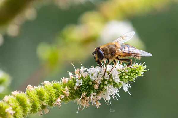 Makro Einer Honigbiene Apis Mellifera Auf Einer Minzblüte Menta Piperita — Stockfoto