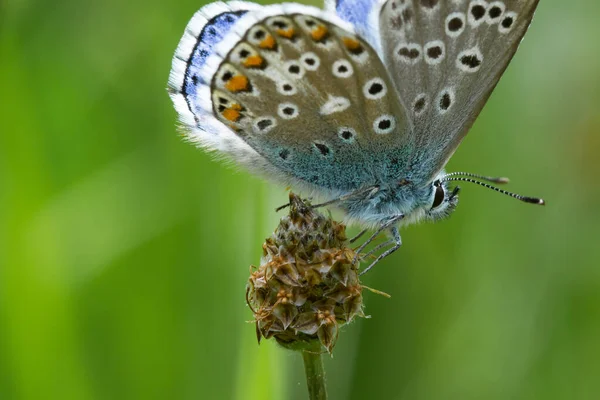 アルプスの夏には山の牧草地で蝶のクローズアップ ビオトープの環境保護 — ストック写真