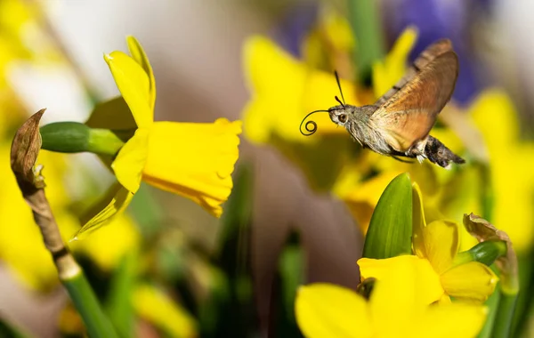 ハチドリタカ蛾 Macroglossum Steratarum 蝶がダフォジルの花に飛んでいる — ストック写真