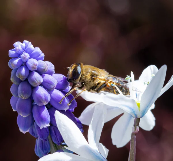 Mézelő Méh Makrója Lila Kékúszójú Muscari Virágzáson Méhek Peszticidmentes Környezetvédelmi — Stock Fotó
