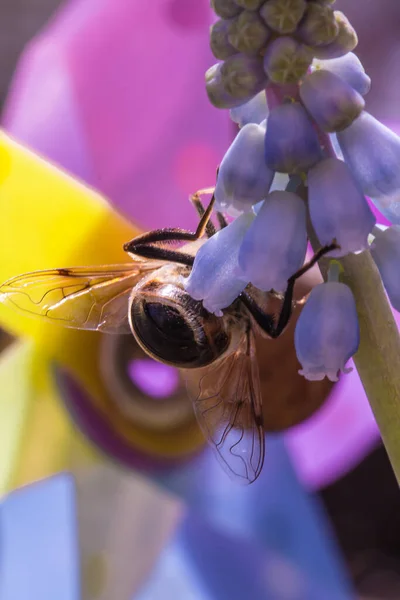 Méhecske Apis Mellifera Makrója Szőlő Jácintban Muscari Színes Bokeh Háttérrel — Stock Fotó