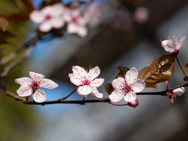 portrait of cherry plum (prunus cerasifera) blossoms on a branch in spring at Meran, South Tyrol, Italy with blurred bokeh background