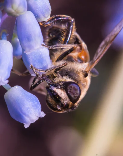 Makro Einer Honigbiene Auf Einer Lila Blauglockenblüte Muscari Speichern Der — Stockfoto