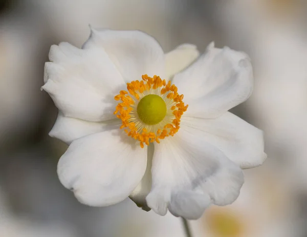 Soft Portrait Single White Anemone Blossom Anemone Field Botanical Garden — Stock Photo, Image
