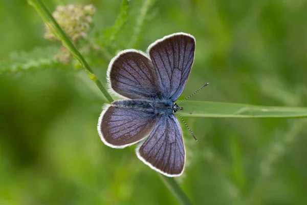 夏に草の葉に青い蝶 Polyommatus Icarus を咲かせ — ストック写真
