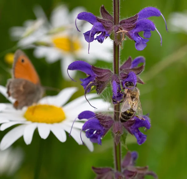 Närbild Honungsbin Äng Salvia Blomma Bakgrunden Liten Hed Fjäril Biologisk — Stockfoto