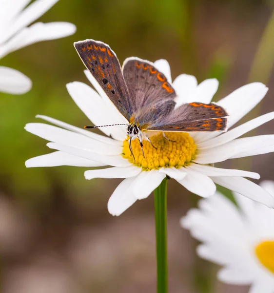 ボケの背景がぼんやりとしたダイジー の花の上に雌の軟銅 ライカエナチティルス 蝶のマクロ 農薬フリー環境保護生物多様性の概念 — ストック写真