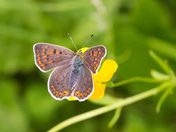 Macro Papillon Femelle Cuivre Sucré Lycaena Tityrus Sur Une Fleur — Photo