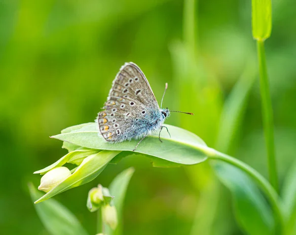膀胱キャンプの芽 シランハゲワシ に共通の青い蝶 Polyommatus Icarus のマクロには ボケの背景がぼやけている 農薬フリー環境保護生物多様性の概念 — ストック写真