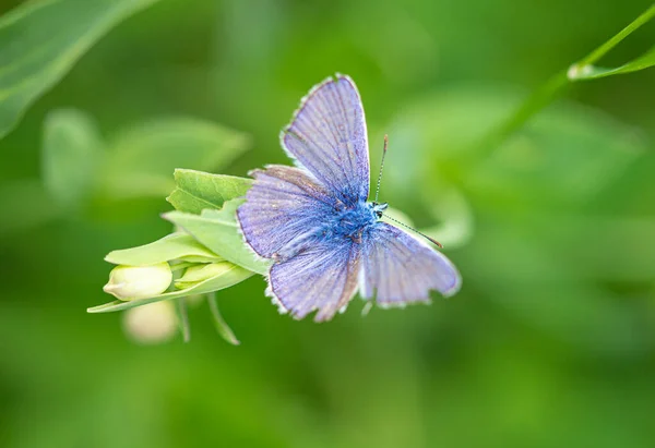 膀胱キャンプの芽 シランハゲワシ に共通の青 ポリオマタス 蝶のマクロは ボケの背景がぼやけている 農薬フリー環境保護生物多様性の概念 — ストック写真