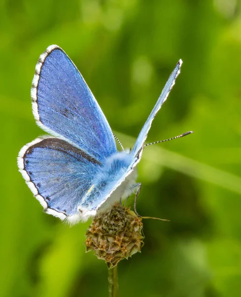 一般的な青 ポリオマトゥス イカルス の蝶のマクロで 羽を開いて花を咲かせます — ストック写真