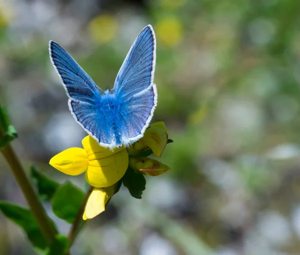 高山草原の青い蝶 Polyommatus Icarus でボケの背景がぼやけています — ストック写真