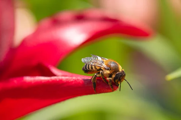 İşçi arıya (apis mellifera) yaklaş. Kırmızı zambak yaprağının üzerinde güneş ışığında oturuyor.