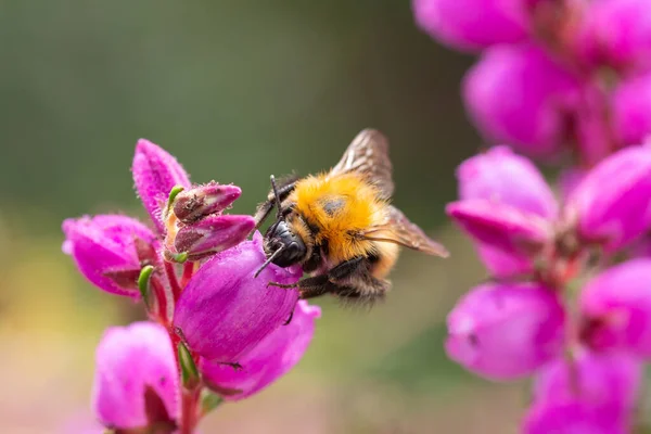 Nahaufnahme Einer Hummel Auf Der Erica Blüte Mit Wunderschönem Verschwommenem — Stockfoto