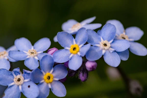 Macro Esqueça Não Myosotis Florescendo Prado Montês Primavera — Fotografia de Stock