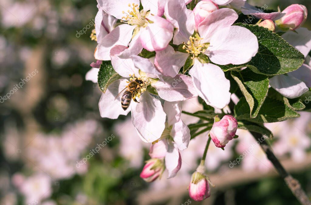 honey bee collecting pollen of apple tree blossoms in early spring in South Tyrol Italy 