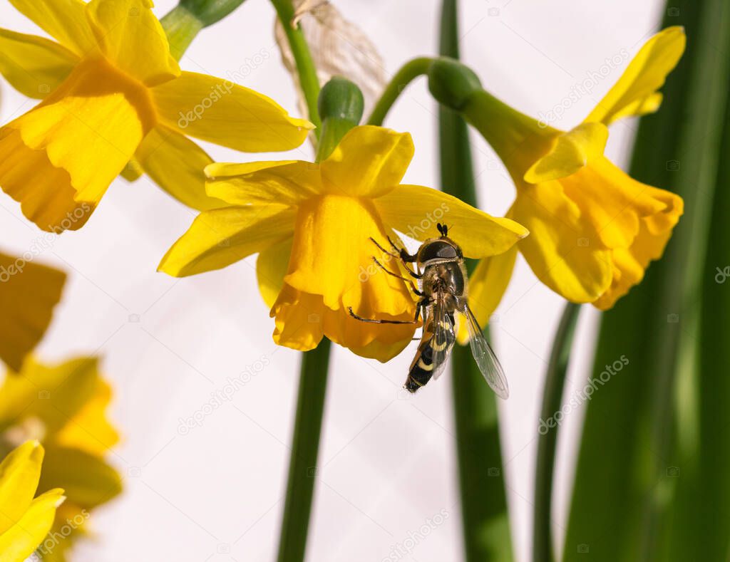 hoverfly (syrphidae) sitting on a daffodil (narcissus) blossom on sunny spring day with blurred bokeh background