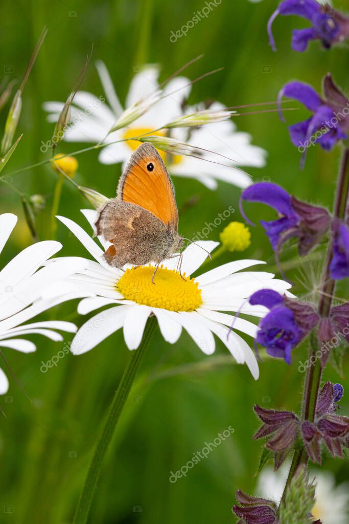 Macro of a small heath butterfly (coenonympha pamphilus) on a daisy (leucanthemum) blossom with blurred bokeh background; pesticide free environmental protection biodiversity concept;