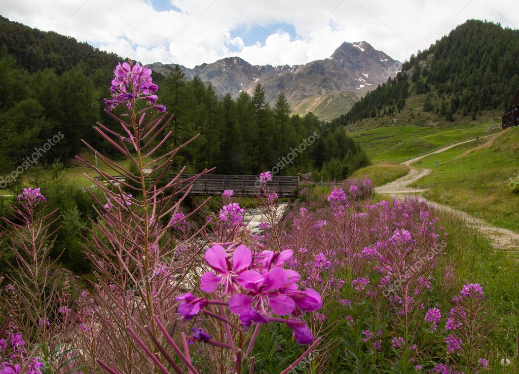 mountain landscape with wildflowers infront of mountain stream located in Schnalstal, South Tyrol