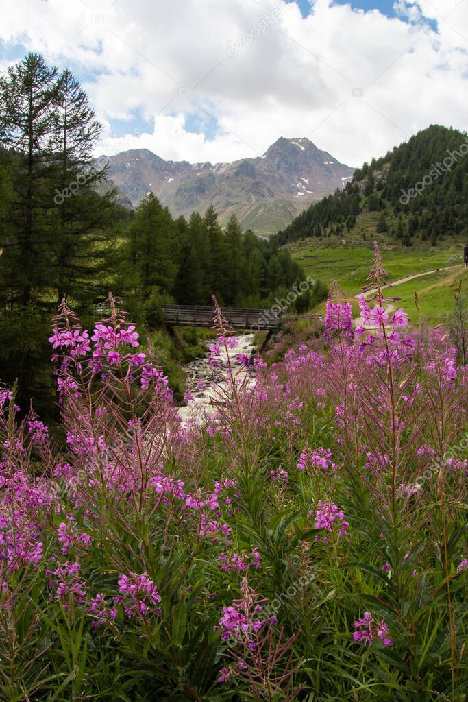 mountain landscape with rosebay willowherb wildflowers infront of mountain stream located in Schnalstal, South Tyrol, Italy, Europe
