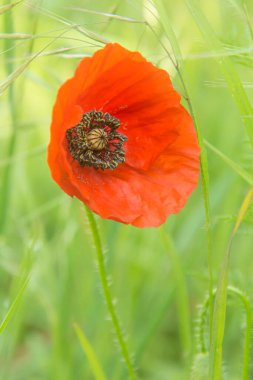 Kırsal alanda vahşi kırmızı gelincik çiçeği. Güneşli yaz günü. Bulanık bokeh arkaplanlı.