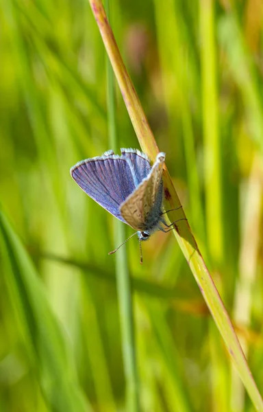 背景がぼんやりとした草の上によく見られる青蝶のマクロ 農薬を使わない環境保護生物多様性の概念 — ストック写真
