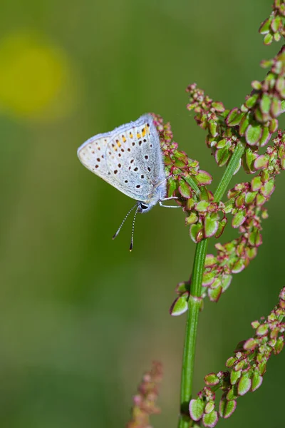 ボケの背景がぼやけたソレル上の共通の青 ポリオマタスIcarus 蝶のマクロ 農薬フリー環境保護生物多様性の概念 — ストック写真