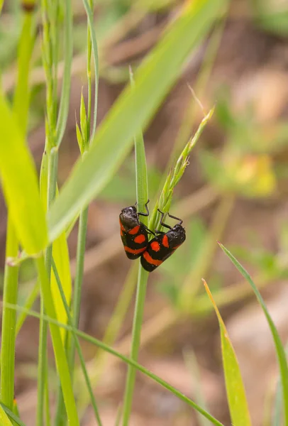 2 Froghopper böceği (cercopis savunmasızlığı) bir çimen yaprağının üzerinde