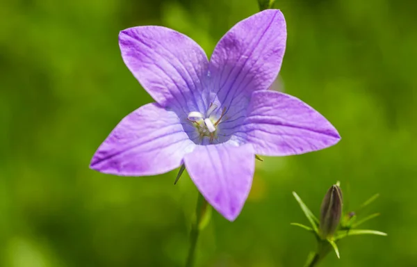 Macro Retrato Bluebell Campanula Flor Com Efeito Bokeh Borrado — Fotografia de Stock