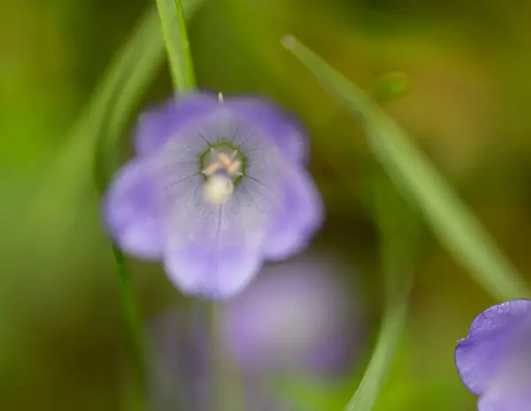 Retrato Artístico Flor Bluebell Com Efeito Bokeh Borrado — Fotografia de Stock