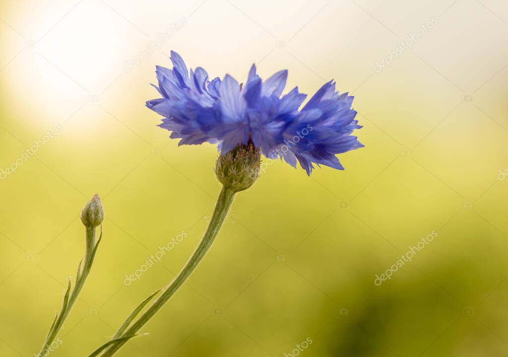 artistic macro portrait of a corn flower in warm sunlight with beautiful blurred background and copy space