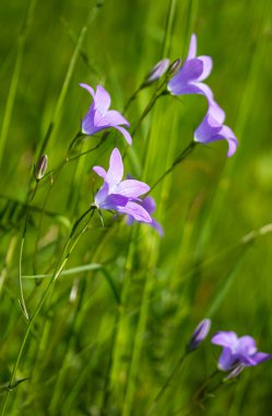 Mavi bir çanın makrosu (campanula) güzel bulanık bokeh arkaplanlı alp çayırında çiçek açar.