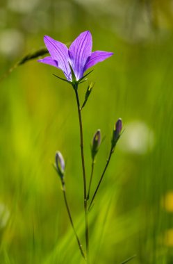 Mavi bir çanın makrosu (campanula) güzel bulanık bokeh arkaplanlı alp çayırında çiçek açar.