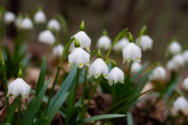 İlkbahar kar tanesi (leucojum vernum) çiçekleri ilkbaharın başlarında Kaltern, Güney Tyrol, İtalya 'daki Alp Vadisi 